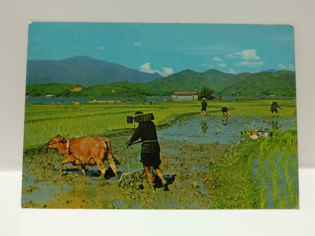 Vintage Hong Kong Ploughing & Planting Season Farmers Buffalo Postcard (P731)