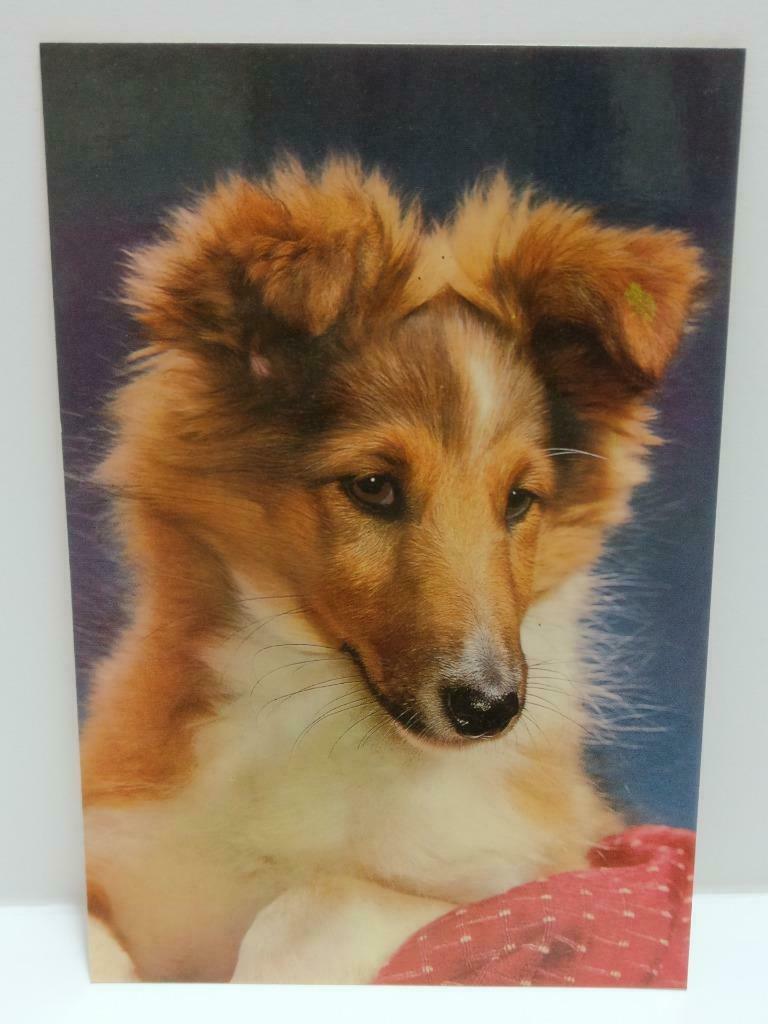 LUCKYPIGEON888 Furry Rough Collie Dog Portrait Singapore Postcard (E0425)