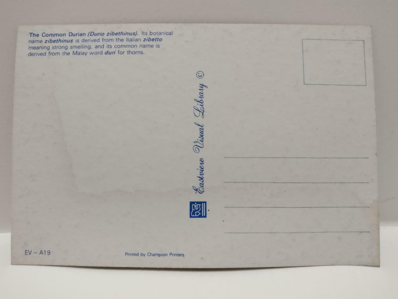 Vintage Singapore King of Fruit Durian Durio Zibethinus Spiky Husk Postcard P859
