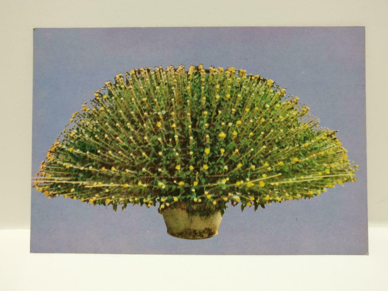 Vintage Tah-Lit Flower Plant 大立菊 花 Postcard (P762)