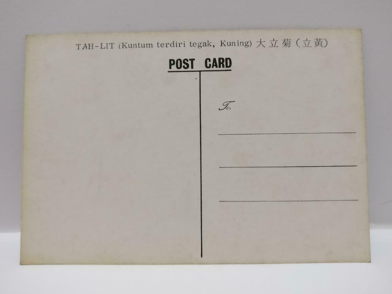 Vintage Tah-Lit Flower Plant 大立菊 花 Postcard (P762)