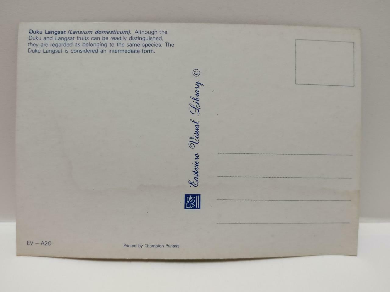Vintage Malaysia Duku Langsat Fruit Postcard (P879)