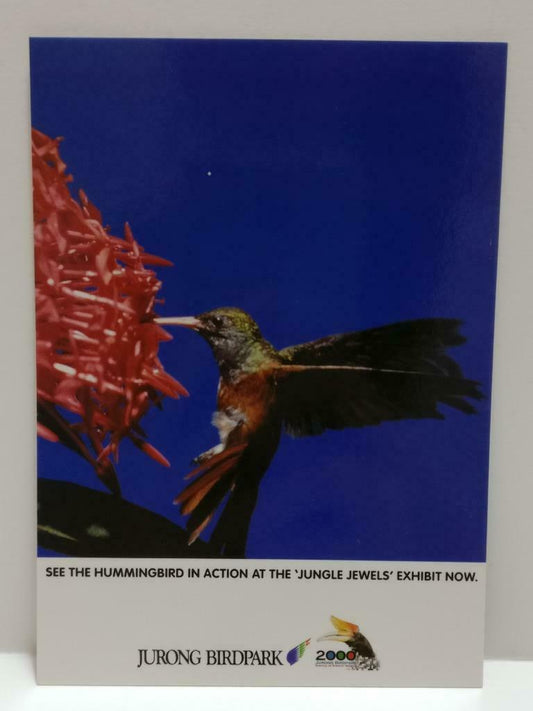 LUCKYPIGEON888 Singapore Jurong BirdPark Hummingbird Ad Postcard (E0313)