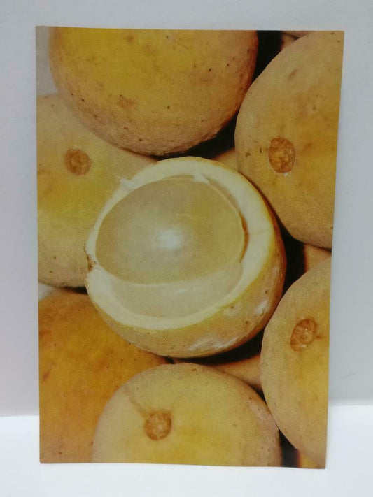 Vintage Malaysia Duku Langsat Fruit Postcard (P879)