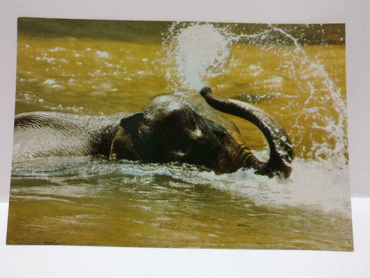 Vintage Malaysia Malayan Elephant Playing With Water Postcard (P869)
