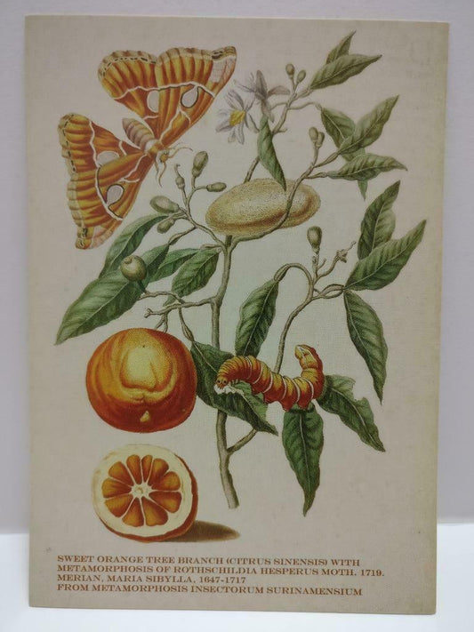 LUCKYPIGEON888 Metamorphosis Butterfly Plant Orange Singapore Postcard (E0262)