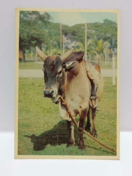 Vintage Five-Legged Cow Batu Caves Malaysia Attraction Color Postcard (P555)