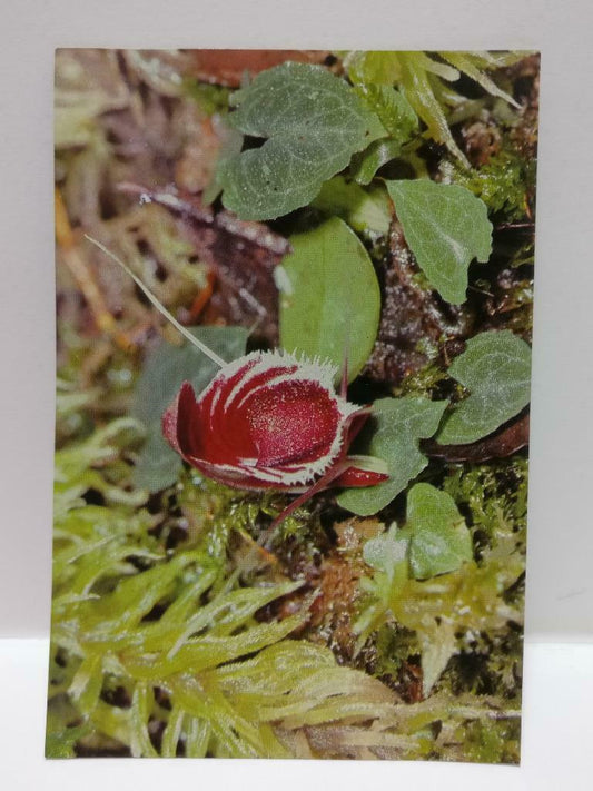 Vintage Helmut Orchid Corybas Sp. Mountain Orchid Flower Plant Postcard (P878)