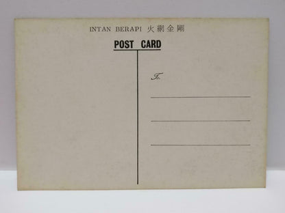 Vintage Malaysia Intan Berapi 火网金刚花 Pink Flower Plant Postcard (P884)