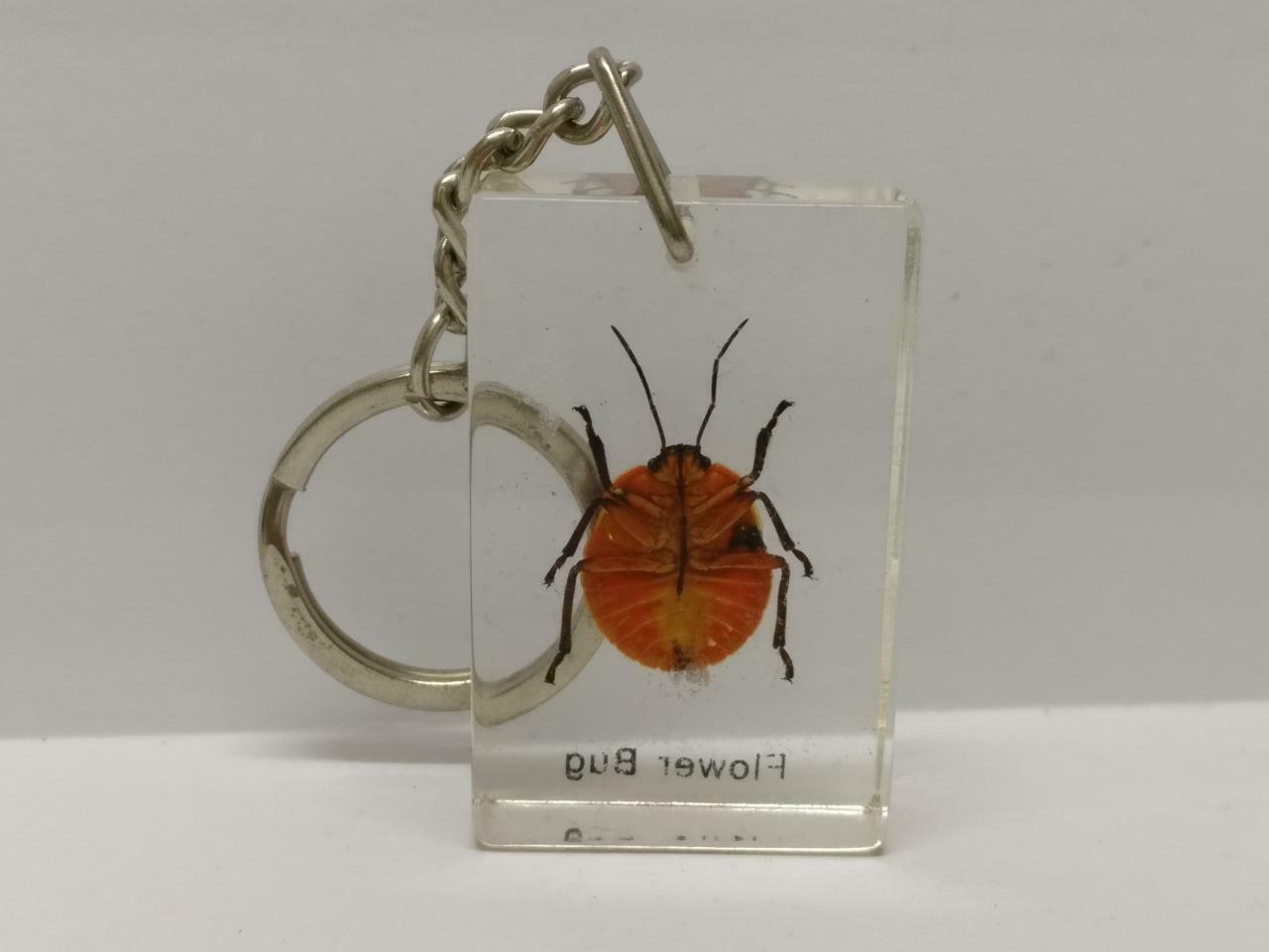 LP888 Vintage Flower Bug Insect Specimen Acrylic Transparent Keychain Keyring F/S B815