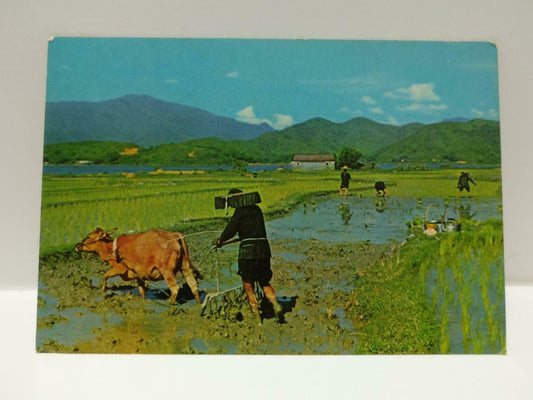 Vintage Hong Kong Ploughing & Planting Season Farmers Buffalo Postcard (P731)