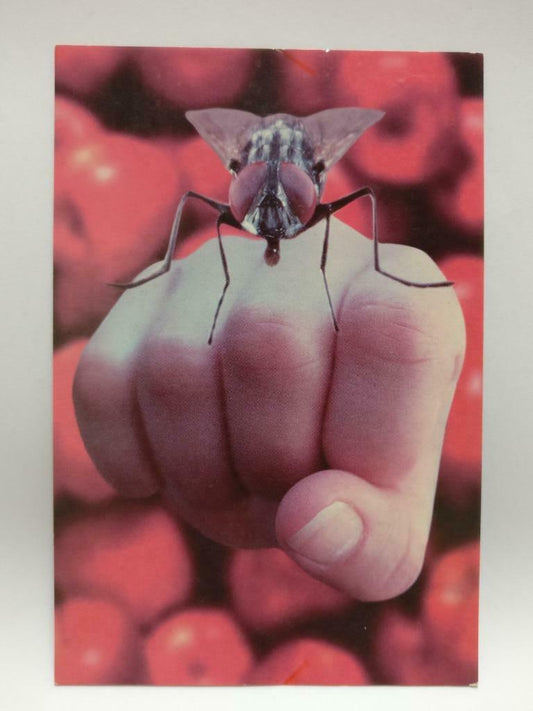 LUCKYPIGEON888 Movie Fistful Of Flies 1997 Australia Ads Postcard (E0036)