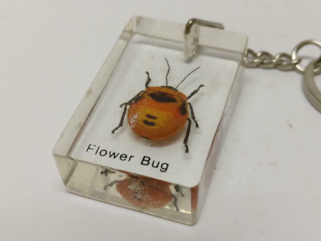 LP888 Vintage Flower Bug Insect Specimen Acrylic Transparent Keychain Keyring F/S B815