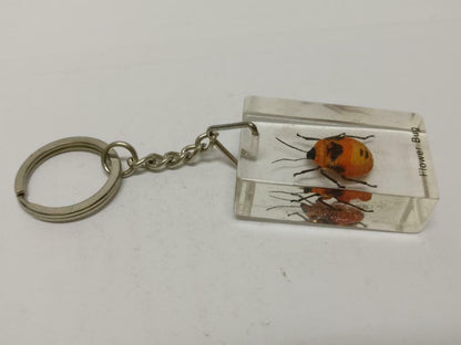 LP888 Vintage Flower Bug Insect Specimen Acrylic Transparent Keychain Keyring F/S B815