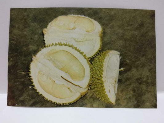 Vintage Singapore King of Fruit Durian Durio Zibethinus Spiky Husk Postcard P859