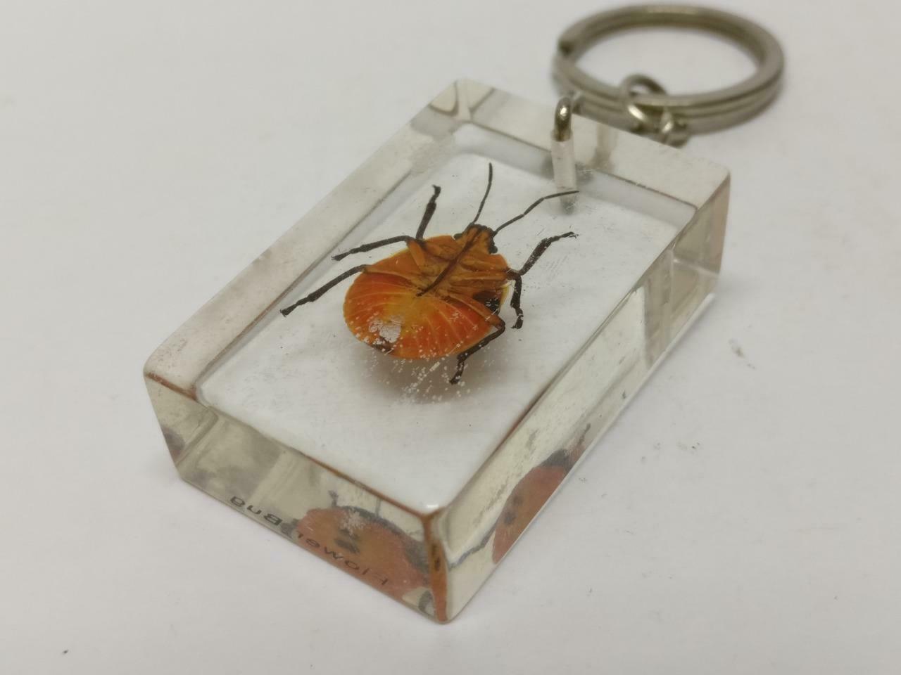 LP888 Vintage Flower Bug Insect Specimen Acrylic Transparent Keychain Keyring F/S B815