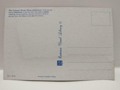 Vintage Singapore King of Fruit Durian Durio Zibethinus Spiky Husk Postcard P859