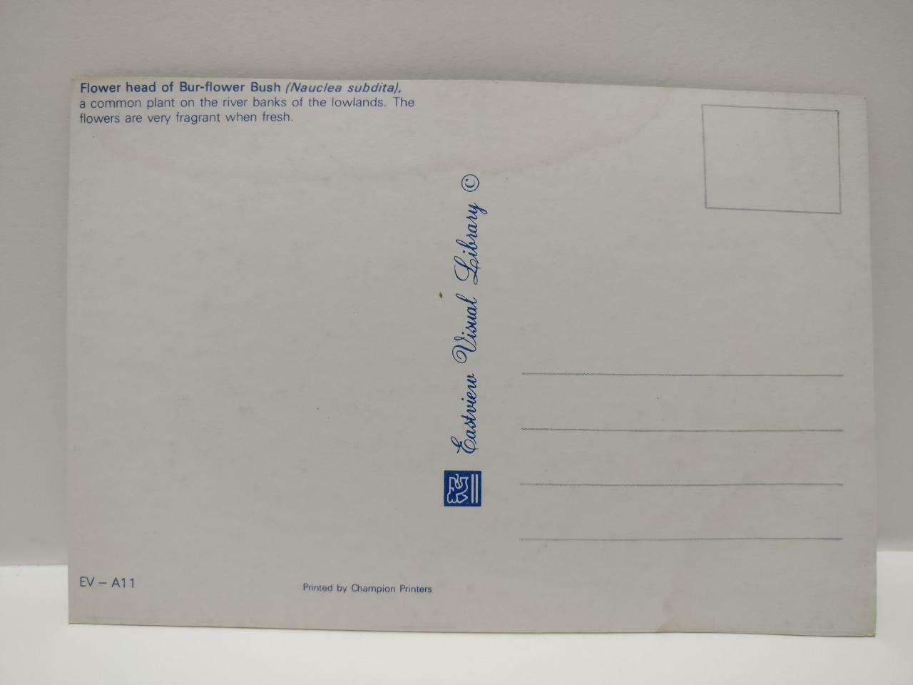 Vintage Bur-flower Bush Nauclea Subdita White Flower Postcard (P865)