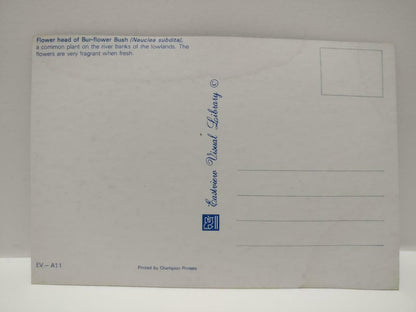 Vintage Bur-flower Bush Nauclea Subdita White Flower Postcard (P865)