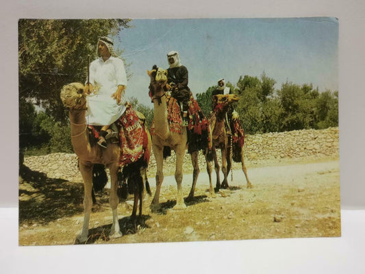 Vintage Kamelreiter Travellers On Their Camels Postcard (P870)