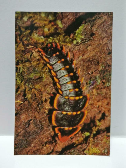 Vintage Trilobite Beetle Larva (Female) Insect Postcard (P885)