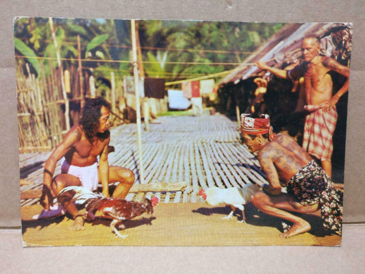 LUCKYPIGEON Rooster Fighting In Sarawak Sea Dayak Malaysia Postcard F/S (C1979)