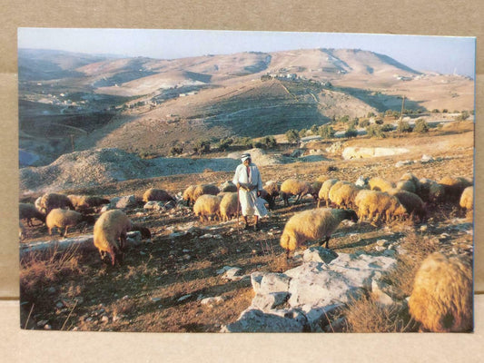 LUCKYPIGEON The Shepherd's Field Postcard (C1900)