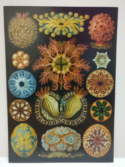 LUCKYPIGEON888 Exotic Plants Colorful Botanicals Singapore Postcard (E0265)