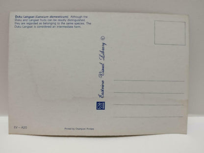 Vintage Malaysia Duku Langsat Fruit Postcard (P879)
