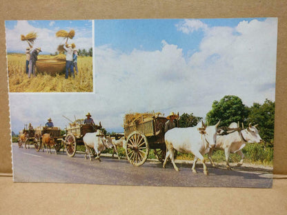 LUCKYPIGEON Country Life Farmers Buffalo Chiang Mai Thailand Postcard (C1852)