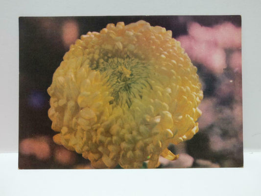 Vintage Cap Emas Yellow Flower 黄金印 花 China Color Postcard (P758)