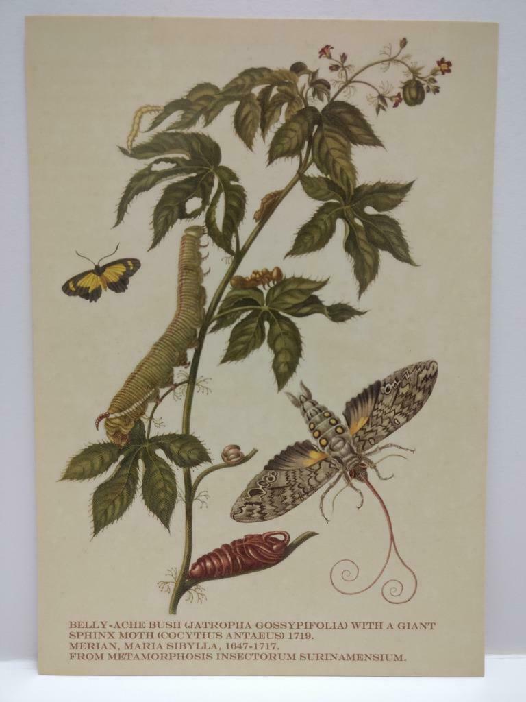 LUCKYPIGEON888 Metamorphosis Butterfly Plant Moth Singapore Postcard (E0264)