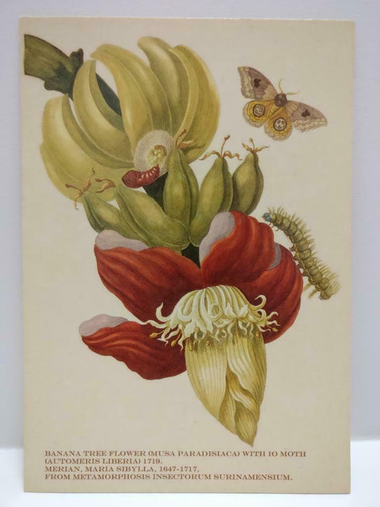 LUCKYPIGEON888 Metamorphosis Butterfly Botanicals Singapore Postcard (E0263)