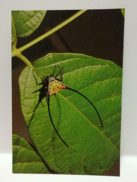 Vintage Sun Spider Spiny-Bodied Colorful Spider Insect Leave Postcard (P883)