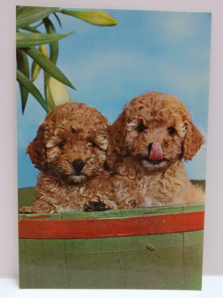 LUCKYPIGEON888 Cute Brown Furry Dogs Puppy In Bucket Singapore Postcard (E0423)