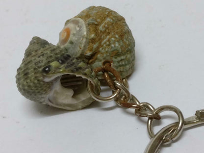 LP888 Rare Vintage Natural Seashells Art & Craft Souvenir Keychain Keyring F/S (B771)