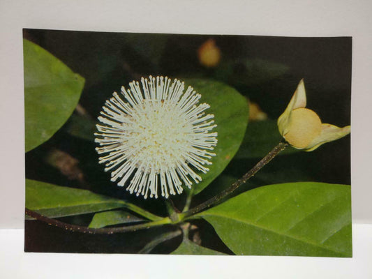 Vintage Bur-flower Bush Nauclea Subdita White Flower Postcard (P865)