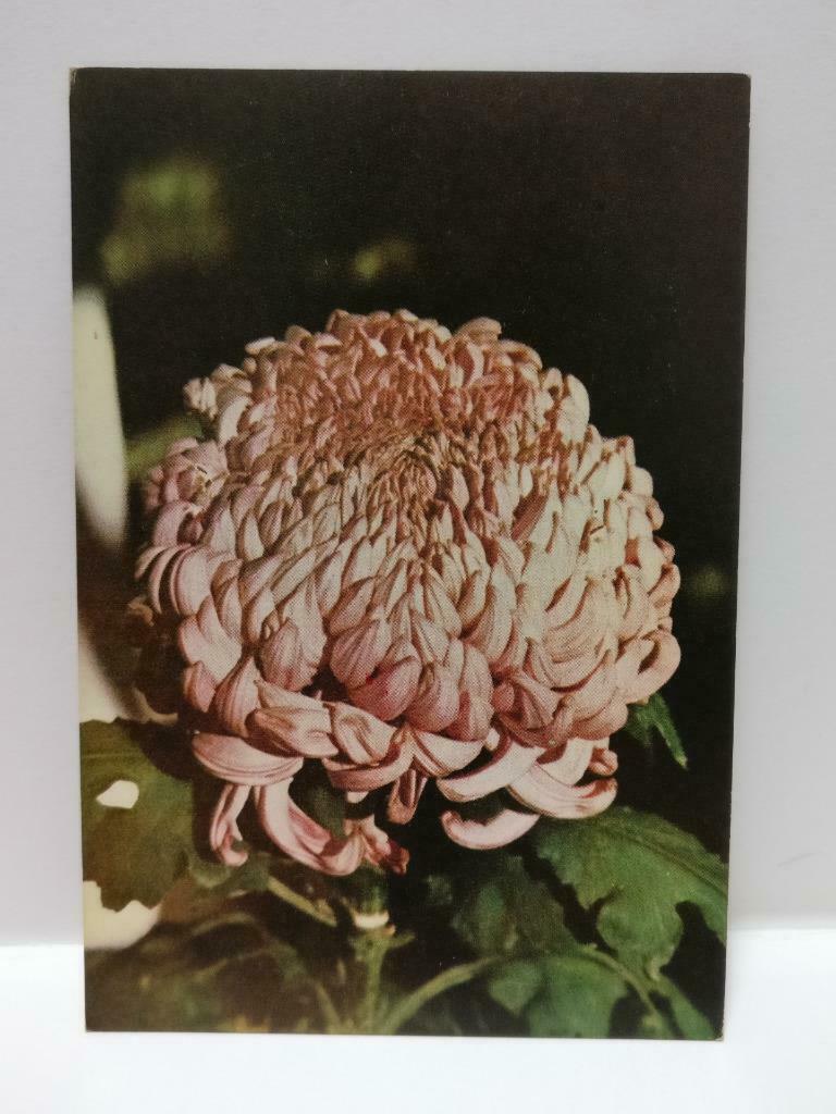 Vintage Malaysia Intan Berapi 火网金刚花 Pink Flower Plant Postcard (P884)