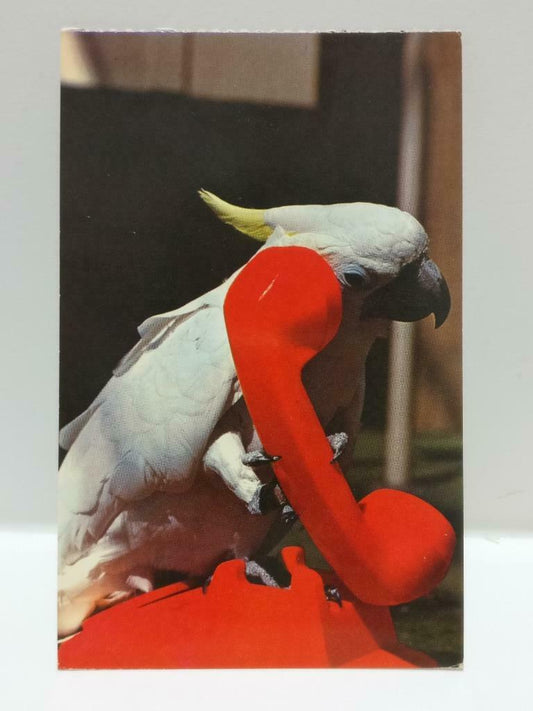 Vintage Ray Berwick Animal Actors Freddie Baretta Cockatoo Color Postcard (P605)