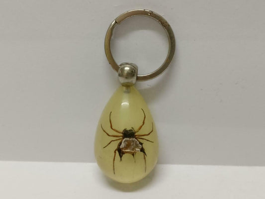 LP888 Rare Vintage Spider Insect Specimen Acrylic Teardrop Shaped Keychain F/S (B800)